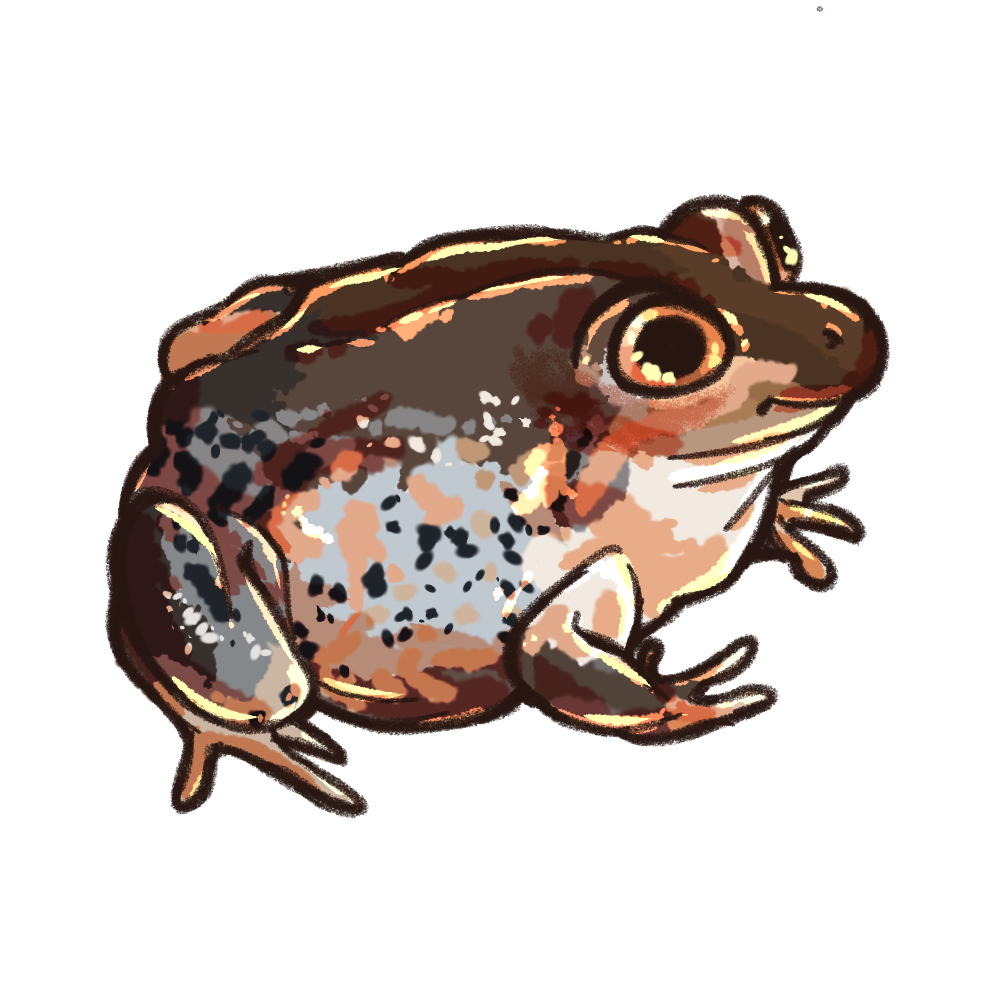 Round toad called a Pobblebonk
